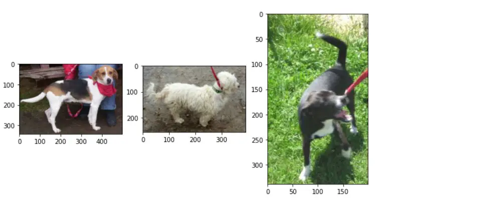 Image Classification dogs